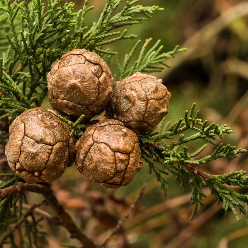 Cypress closeup