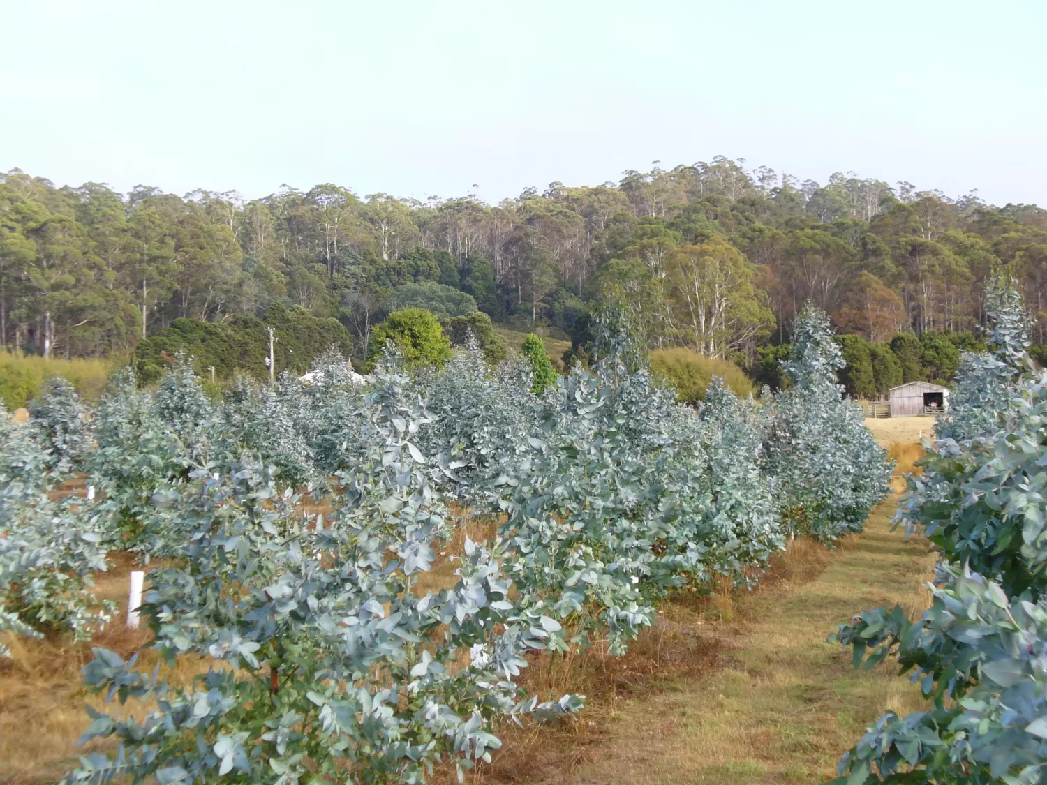 Young Eucalypt nitens plantation in Tasmania