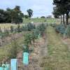 New research demonstrates benefits of trees on farms
