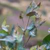 Infill plantings and remnant vegetation: Why biodiversity depends on a thriving understory