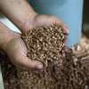 Bioenergy: Fuelling industries with trees