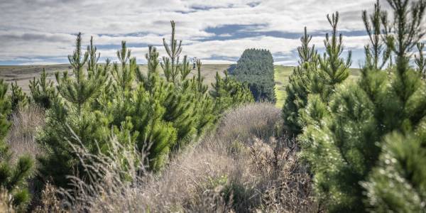 17. Logan: Higher lambing survival rates from paddocks protected by trees