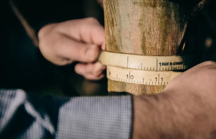 Measuring diameter of commercial tree