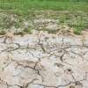 Salinity: Identify and respond with trees