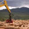 News NSFP will increase Southwood production in Tasmania welcomed