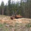 Woodlot harvesting videos - How to market and harvest woodlot for profit