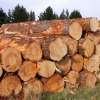 Australian Pine Log Price Index Report released