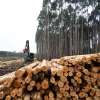 Contemporary safety measures introduced for Tasmania’s sustainable forestry industry