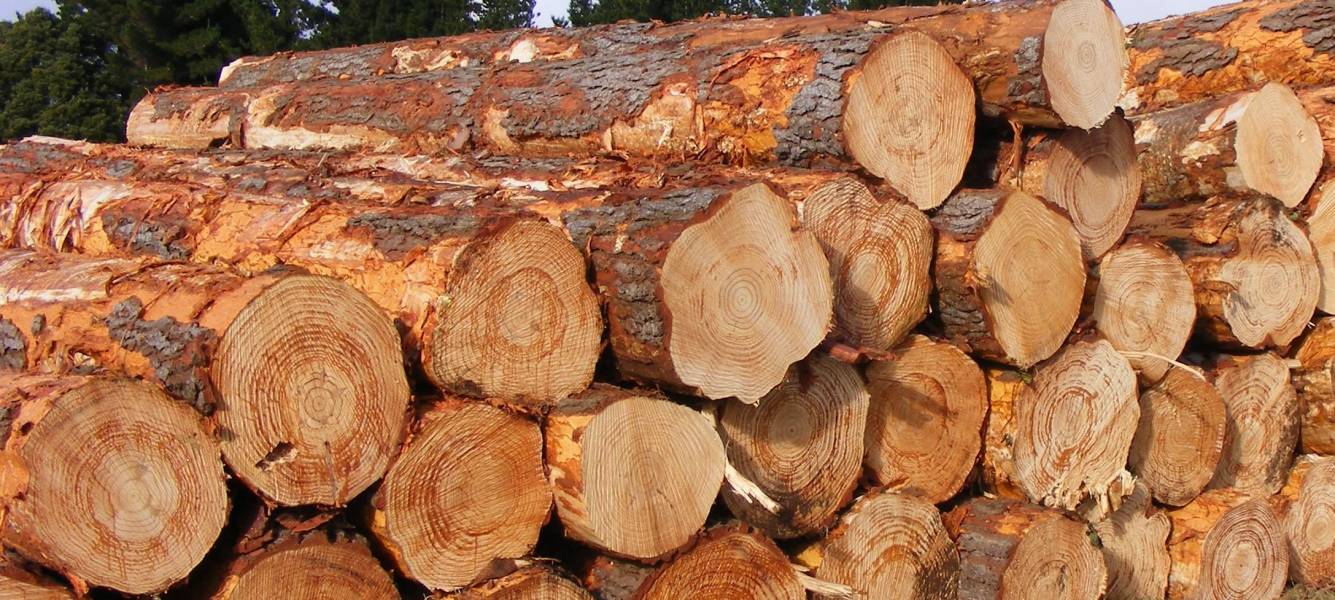 Australian Pine Log Price Index Report released