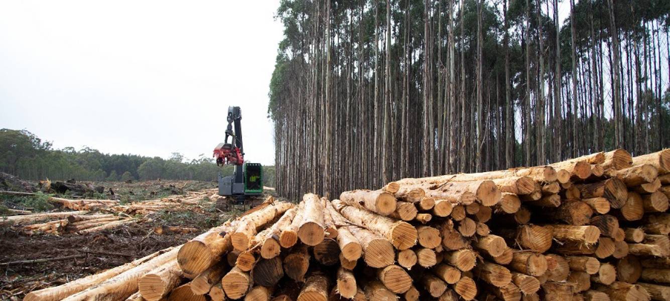Market for Plantation Grown Wood: Where we're at and where we're going