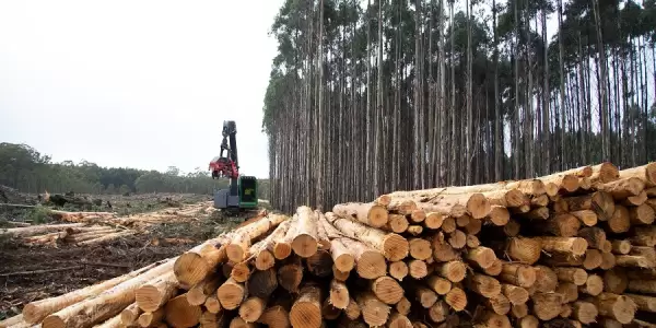 Contemporary safety measures introduced for Tasmania’s sustainable forestry industry