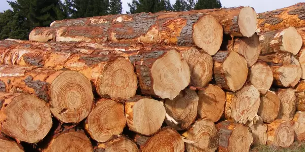 Australian Pine Log Price Index Report released
