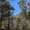 Carbon methods for native forests must be ‘nature positive’