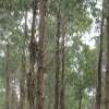 Understand how trees improve the carbon balance - carbon investing improves your ROI from trees