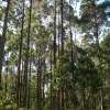 Reshaping forest management in Australia to provide nature-based solutions to global challenges