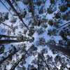 Developing glulam from fibre-managed plantation Eucalyptus nitens