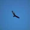 Eagle Management Constraint Period extended