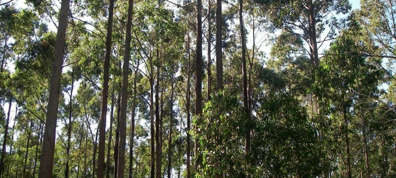 Reshaping forest management in Australia to provide nature-based solutions to global challenges