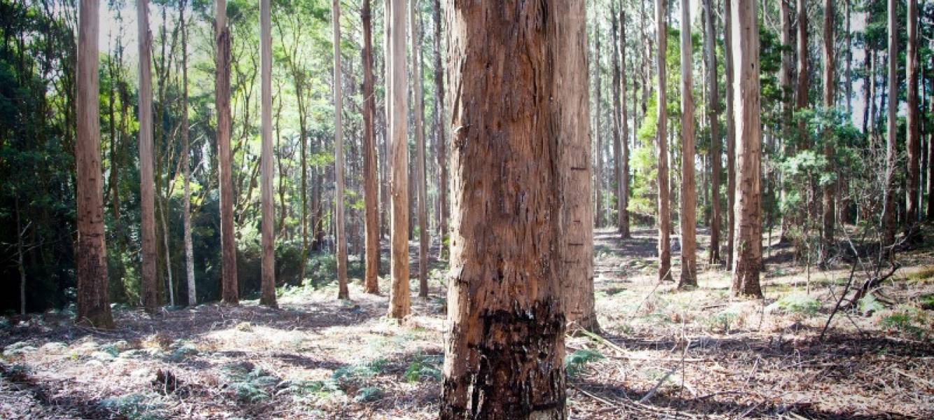 2020 Tasmanian Private Forests Resource Review released