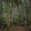 Agroforestry knowledge exchange in Japan