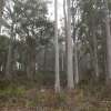 Active forest management to address timber shortage and climate change