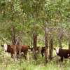 Farm Forestry Carbon tool launched