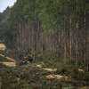 Plantation thinning for carbon, construction timber and innovation