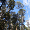 State of the Forests Report 2022 released