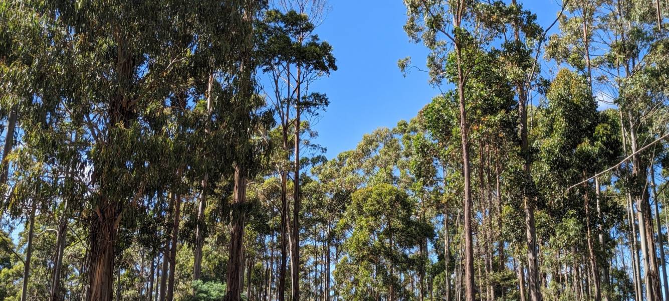 Private Forests Tasmania is looking for a Manager, Operations