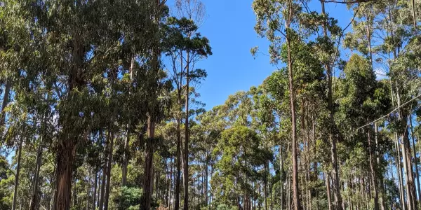 Private Forests Tasmania is looking for a Manager, Operations