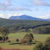 Audit requirements cut for low-risk plantation projects