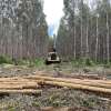 Final Report now available:  Assessing the efficiency of mechanised hardwood thinning operations