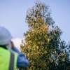 Graduate Certificate of Forestry Scholarship