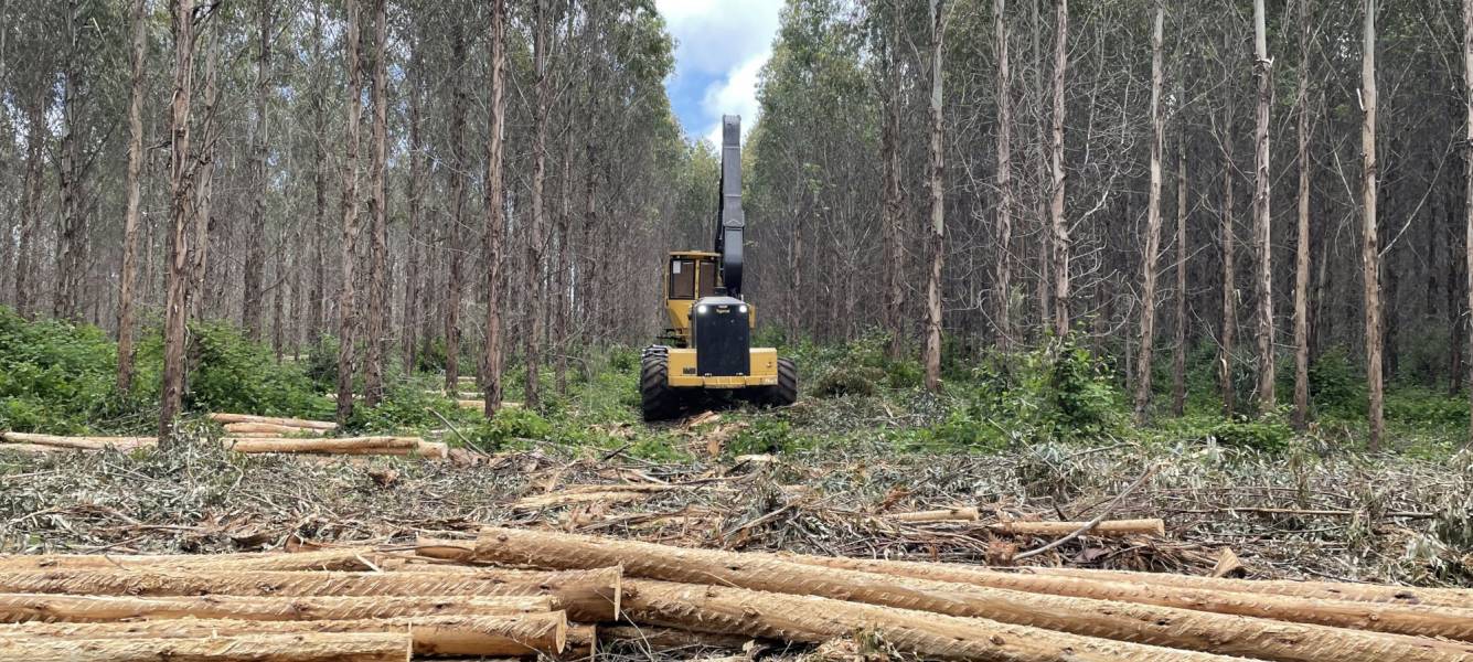 Final Report now available:  Assessing the efficiency of mechanised hardwood thinning operations