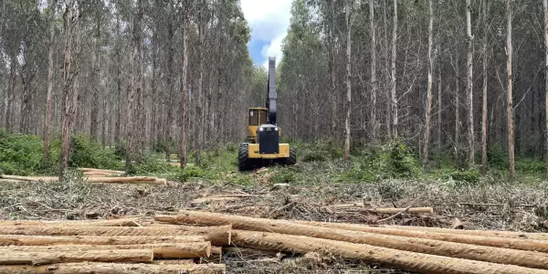 Final Report now available:  Assessing the efficiency of mechanised hardwood thinning operations