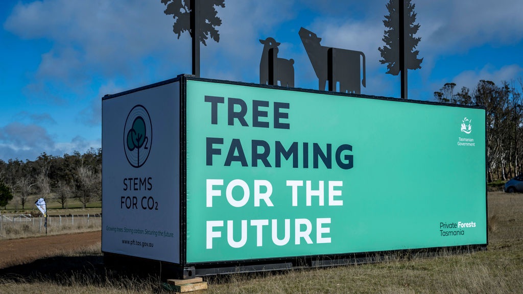 Stems for CO2, St Peters Pass