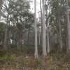 Native forestry:  A Sustainable future for Tasmanian Farmers
