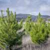 Timber Fibre Strategy identifies industry opportunities