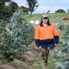 Growing knowledge: Student learns how trees transform agricultural landscapes