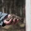 Tasmanian High Soil Carbon Landscapes project