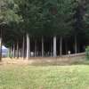 High-quality Macrocarpa harvest at Wilmot