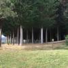 High-quality Macrocarpa harvest at Wilmot