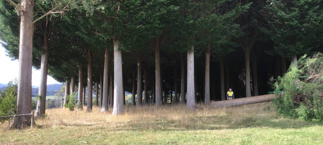 High-quality Macrocarpa harvest at Wilmot