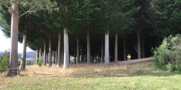 High-quality Macrocarpa harvest at Wilmot