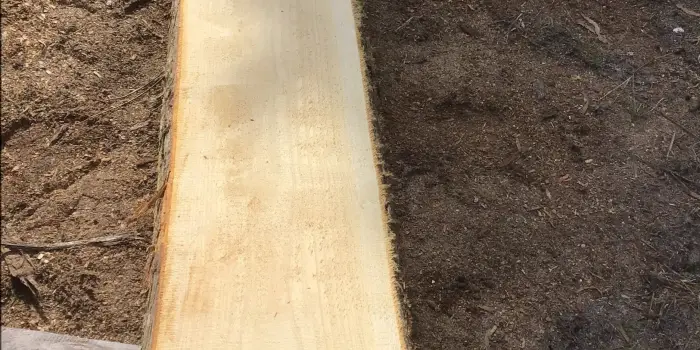 Roger Poltock hybrid sawn log 2026