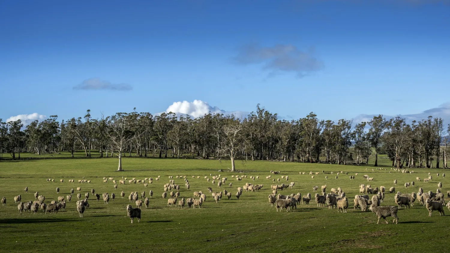 PFT landscape agroforestry Oatlands Morrisons August 2025