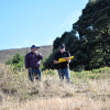 Growing trees, grazing sheep: Hobby farmer’s vision for silvopasture success