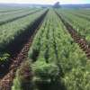 General Biosecurity Duty introduced in Tasmania