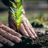 Open-rooted seedlings: Tips from two Tasmanian nurseries