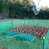 Study underway to improve durability to enhance the value of plantation, regrowth and regenerated eucalyptus